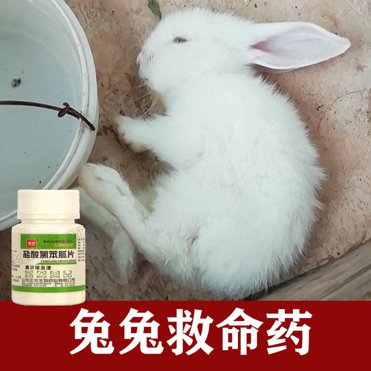 All the rabbit rabbit rabbit medicine supplies medicine兔药兔子用品全体兔兔药腹泻腹胀 ...