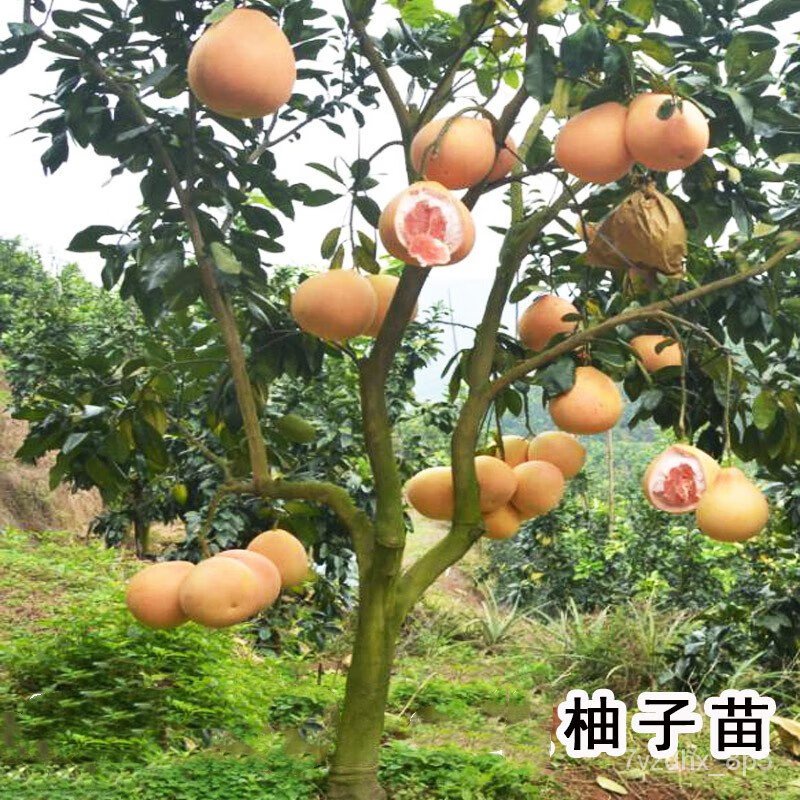 Three Red Pomelo Seedlings with Soil South and North Courtyard Extra