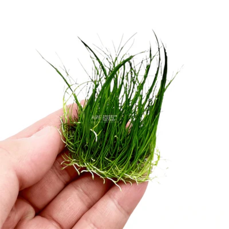 Aquatic Plants Eleocharis Sp. Mini Hair Grass 迷你牛毛毯 | Shopee Malaysia