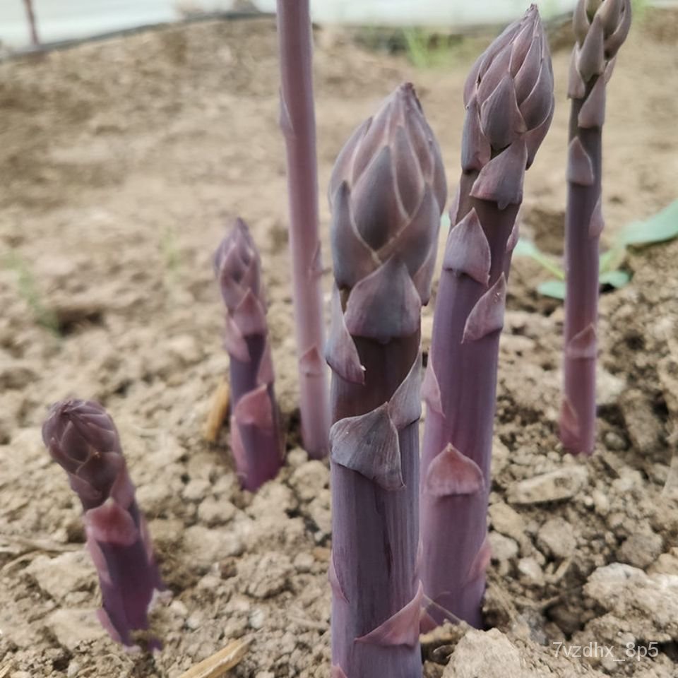Purple Asparagus Seedling Asparagus Root Fruit and Vegetable Field