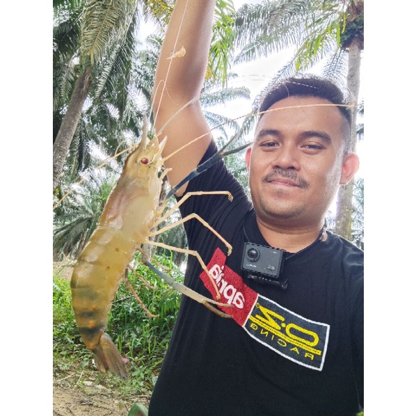 Perambut udang galah ( Double hooks ) | Shopee Malaysia