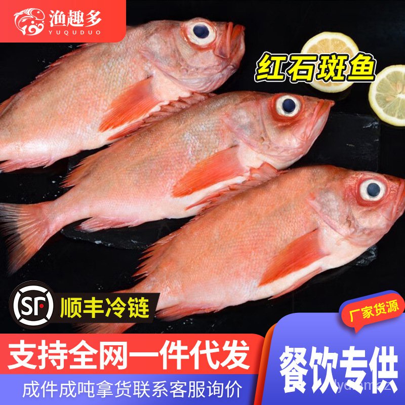 Fresh Frozen Red Grouper Order an Arrest by a Circular Order Gentiana