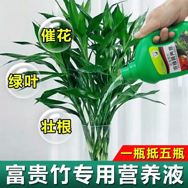 Lucky Bamboo Nutrient Solution Special Fertilizer Special Treatment for