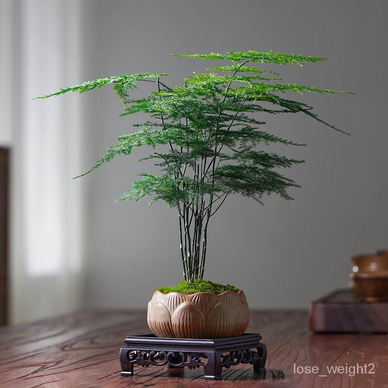 Storage Plants Green Plants Quality Living Room】 Large Hydroponic Old