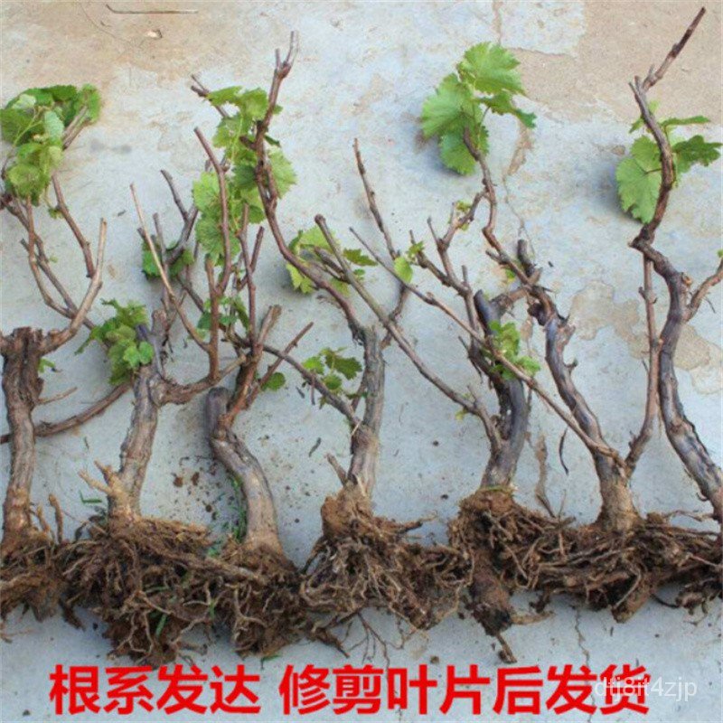 EightYear Grape Sapling Giant Peak Grafting Grape Seedlings Bear Fruit