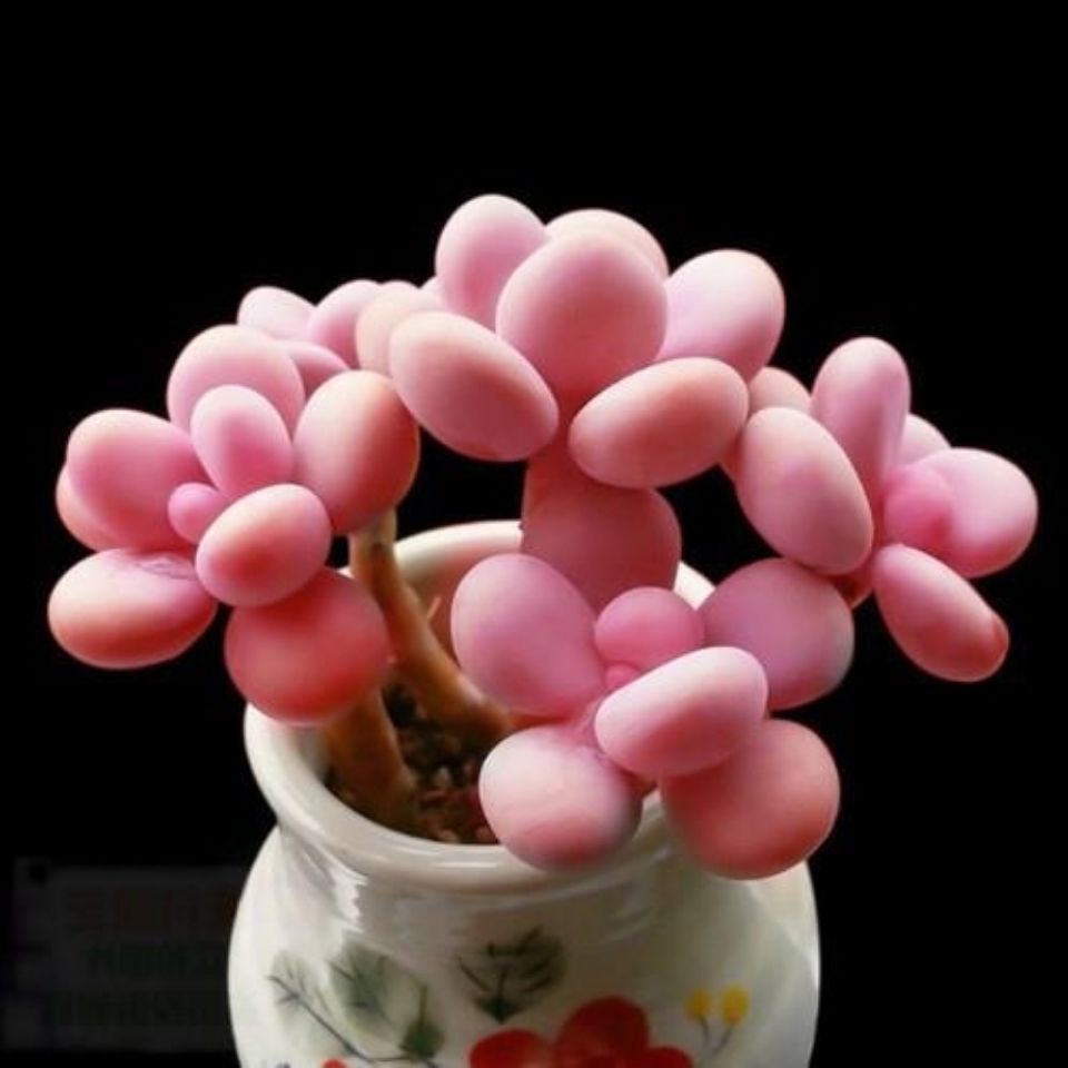 Succulent Peach Egg Graptopetalum Amethystinum Old Pile Kidney Egg