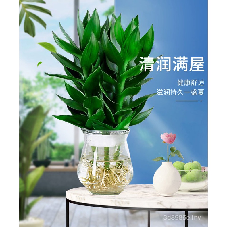 Easy to Keep Plants with Roots Lucky Bamboo Four Seasons Evergreen