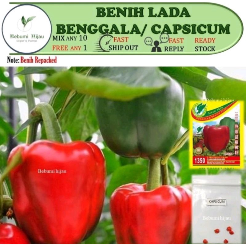 6 Biji Benih Capsicum Lada Benggala Lada Manis Seeds Shopee Malaysia