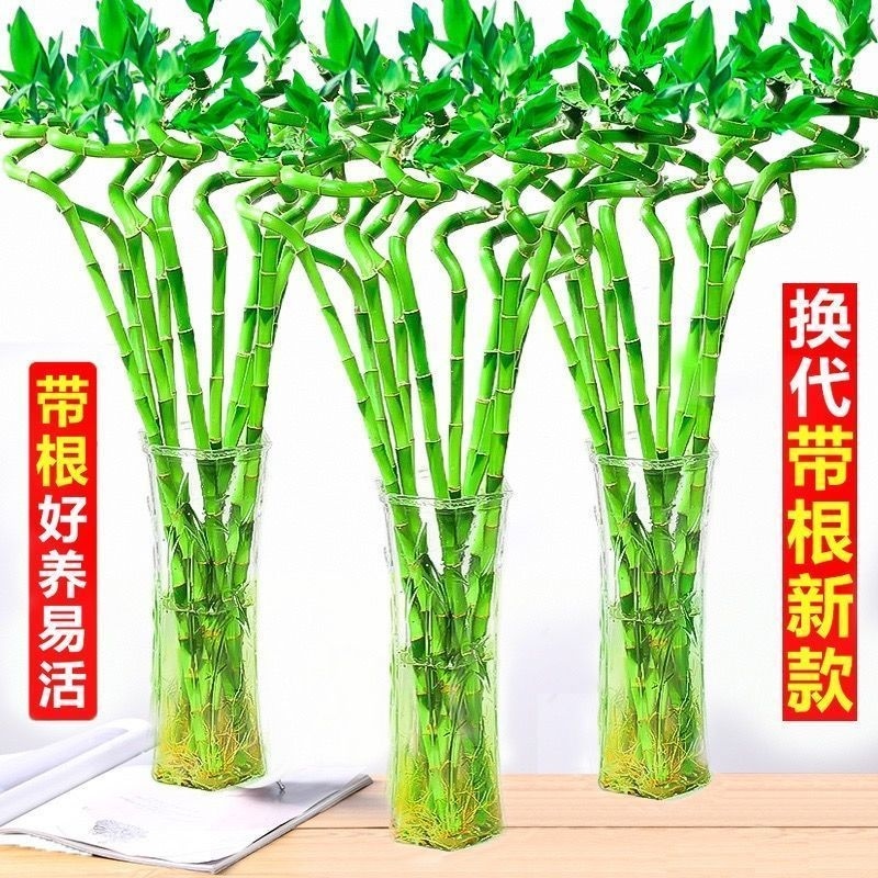 （预售）带根水培转运竹富贵竹植物水养弯竹开运竹子盆载客厅室内招财绿植 | Shopee Malaysia