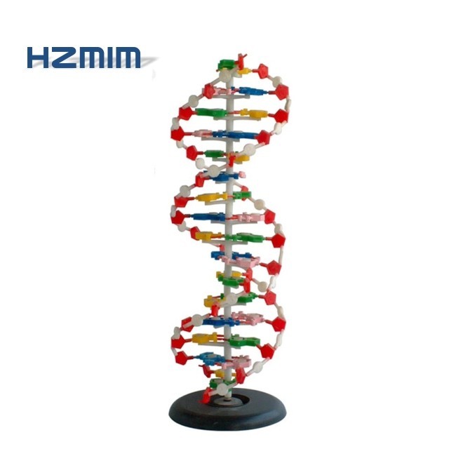 DNA Structure Model with Base, DNA Plastic Model | Shopee Malaysia