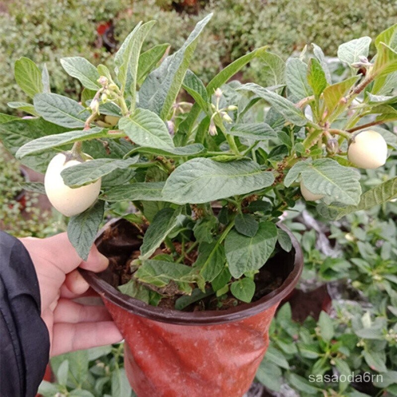 Plants that are truly alive 活着的植物当年结果花卉茄瓜人参绿植室内人生树苗果苗盆栽地栽果苗室外释迦果盆栽长寿果苗