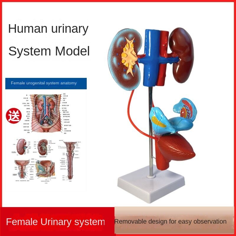 ♢4D MASTER STEM Male Reproductive & Urinary System, Female Reproductive