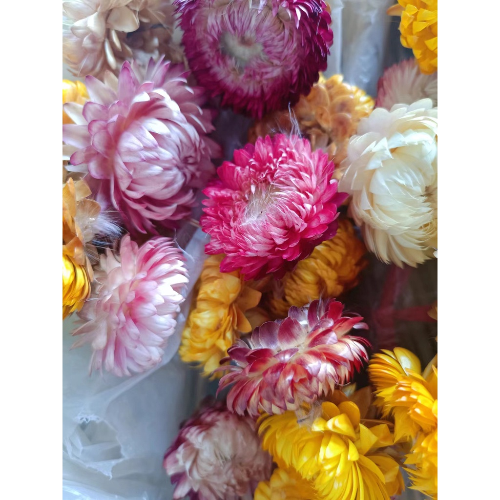 KY& Strawflower Dried Flower Colorful Chrysanthemum Small Wax