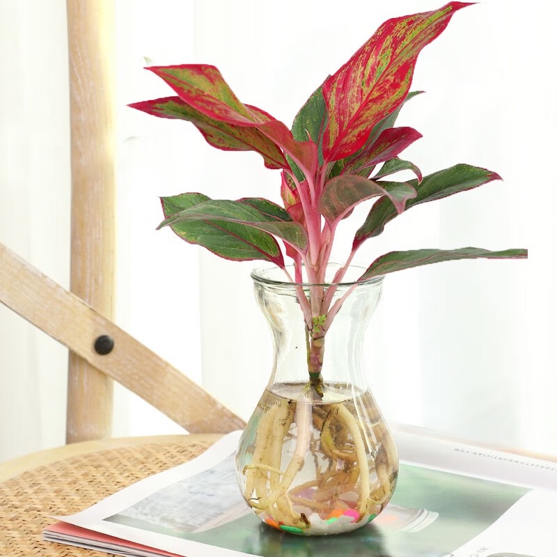 Butterfly Art Wannianhong Lucky Red Bonsai Ruyi Queen Wannianhong Red