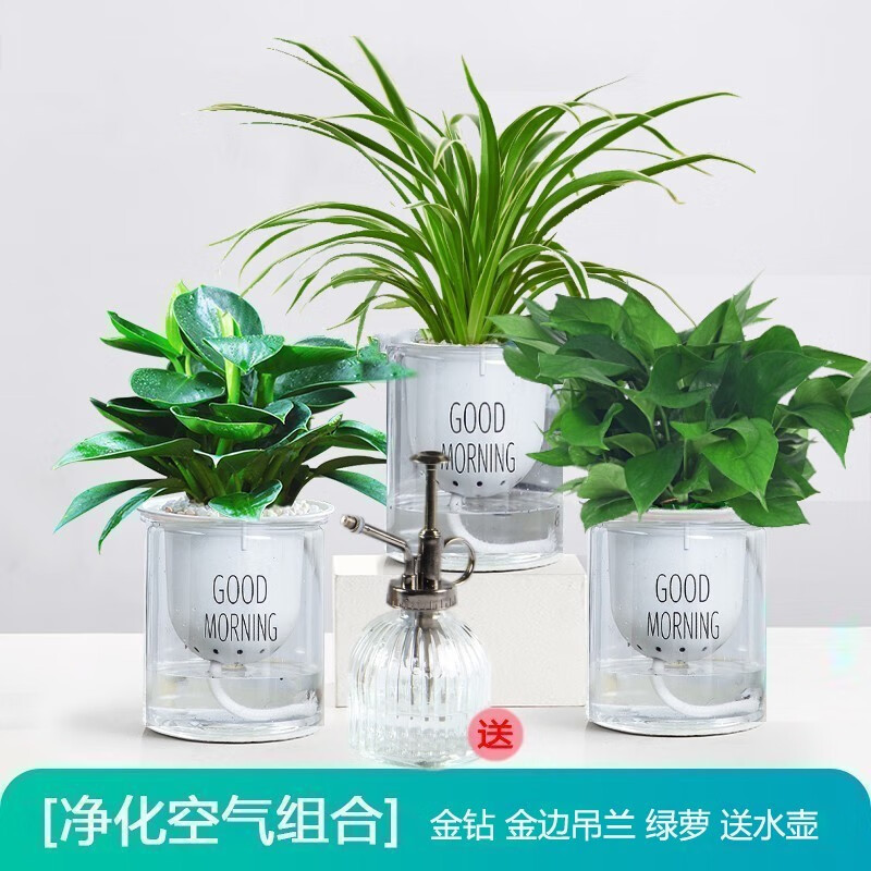 Green Shade Alley Big Leaf Green Princess Gold Diamand Plant Office