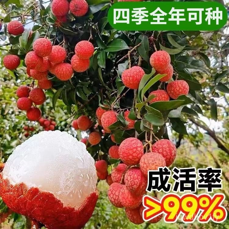 （特价）无核桂味荔枝树苗妃子笑冰荔南方北方种植新手盆栽地栽 | Shopee Malaysia