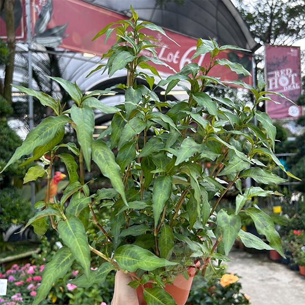 [Paling Horticulture Sdn Bhd] Daun Kesum Laksa Leaf Vietnamese