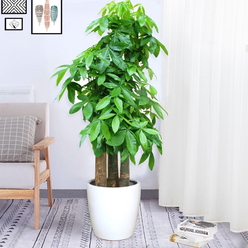 【Door-to-Door Delivery】BBK Pachira Macrocarpa Opportunity Knocks Money ...