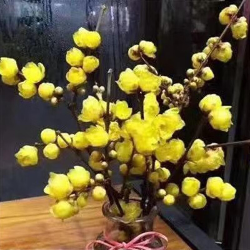 Dried Branches Preserved Plum Fragrant Hydroponic Fresh Cut Flower