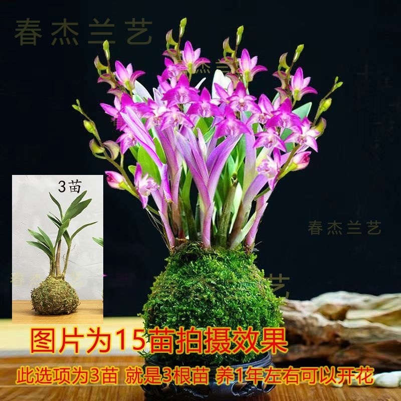 预售新品七彩香水石斛兰冬带花苞水培开花浓香室内桌面绿植盆栽花卉