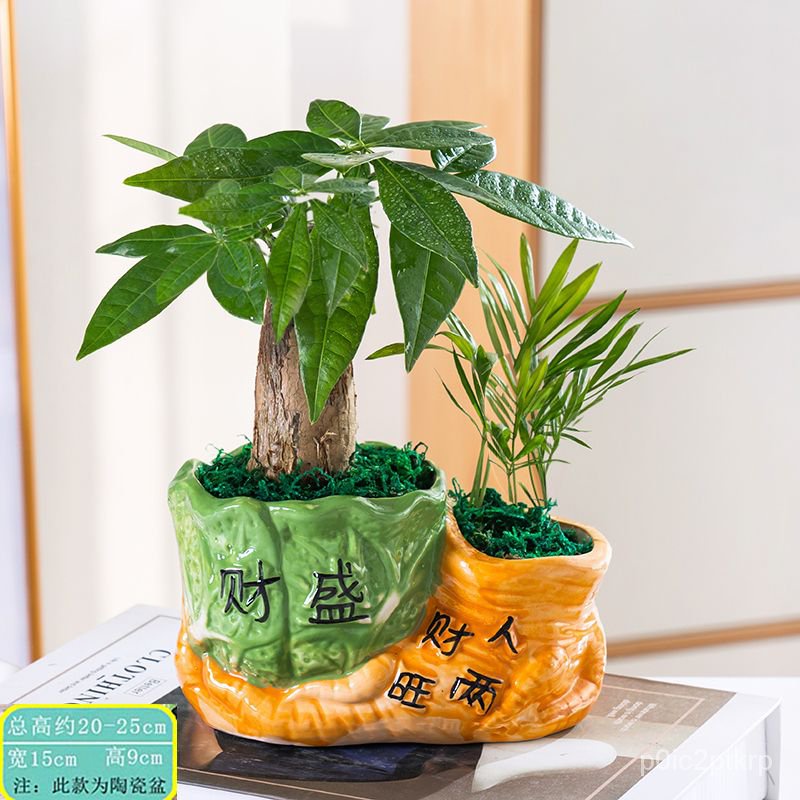 Pachira Macrocarpa Potted Indoor Flowers Small Bonsai Office Green ...