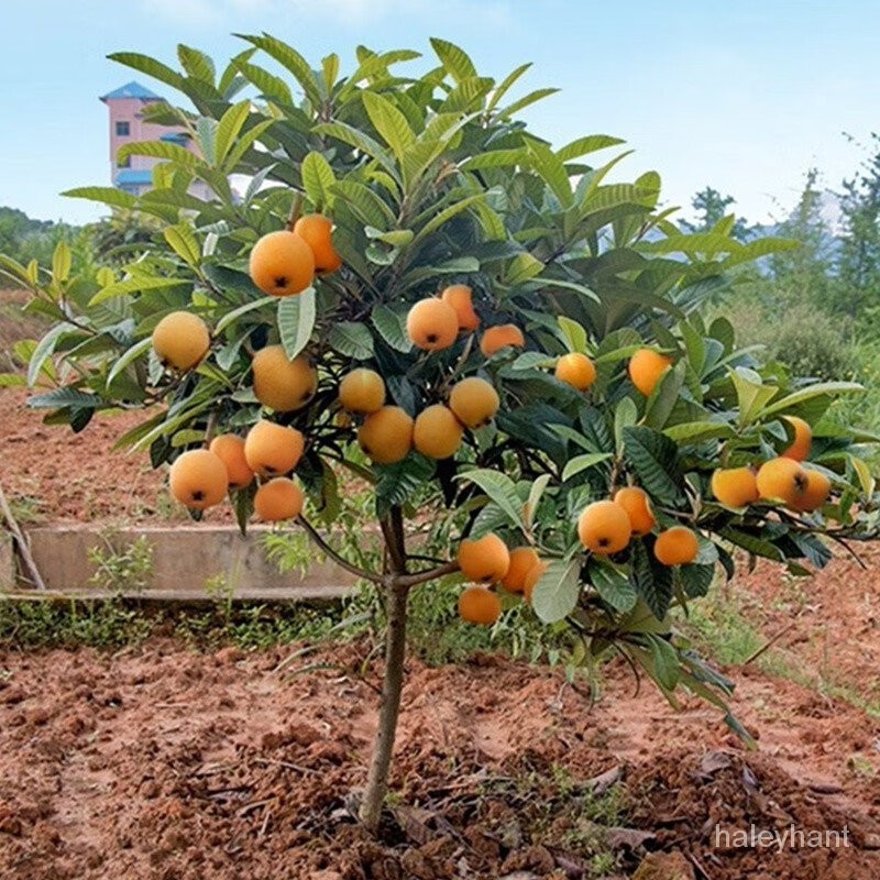 Ouwu Fruit Sapling Sapling Field Planting Loquat South Seedless Sapling 