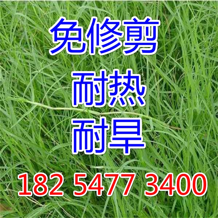 Cynodon Dactylon Lawn Seeds Dwarf Bermuda Grass Seeds Heat Resistant Lawn Seeds Warm Season