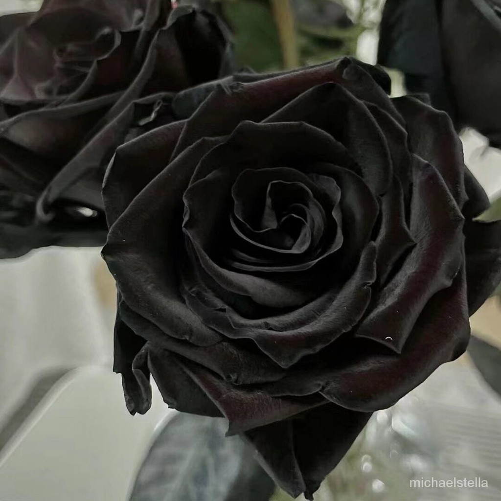 Purified Air Flower Balcony Everblooming Pure Black Rose Courtyard ...