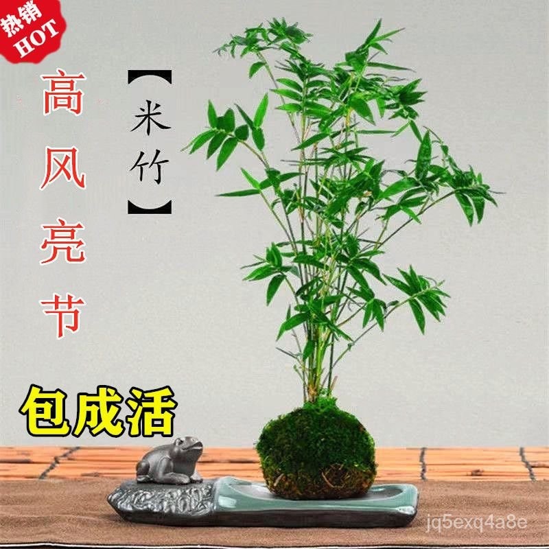 2023米竹盆景观叶植物室内微观盆栽凤尾竹观音竹姬翠竹庭院绿植米竹苗 | Shopee Malaysia