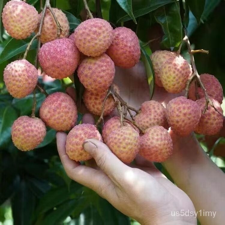 Lychee Seedling Guangxi Seedless Tree Seedling Fruit Seedling Lychee ...