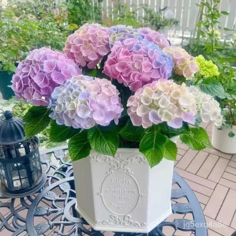 拍一发三】无尽夏绣球花盆栽带花苞四季开花绿植室内阳台花卉大全