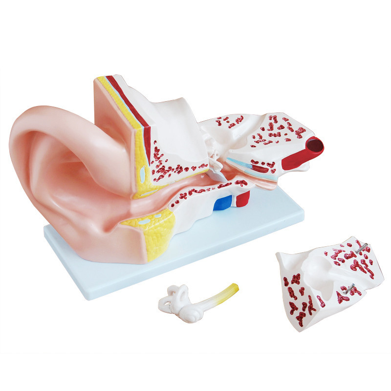 Medical Science Simulation Silicone Silicon External Middle Internal