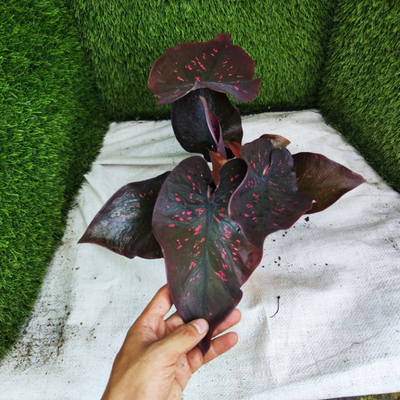 (READY STOCK) CALADIUM HOT LAVA | Shopee Malaysia