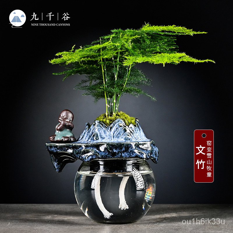 9,000 Valley Asparagus Fern Potted Plants Indoor Living Room Hydroponic