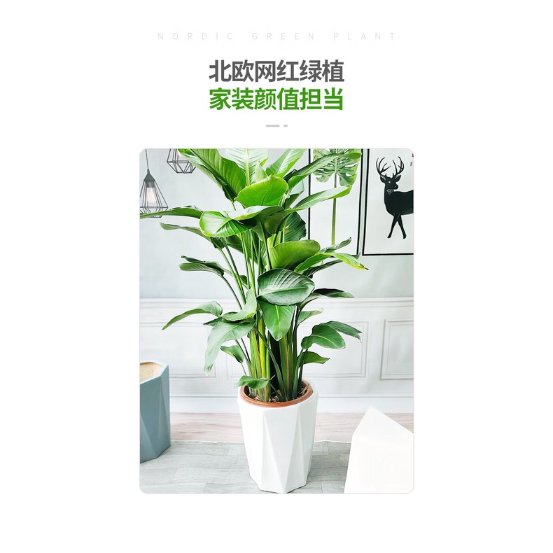 Indoor Potted Formaldehyde Removal Living Room Plant Large Leaf Bird of