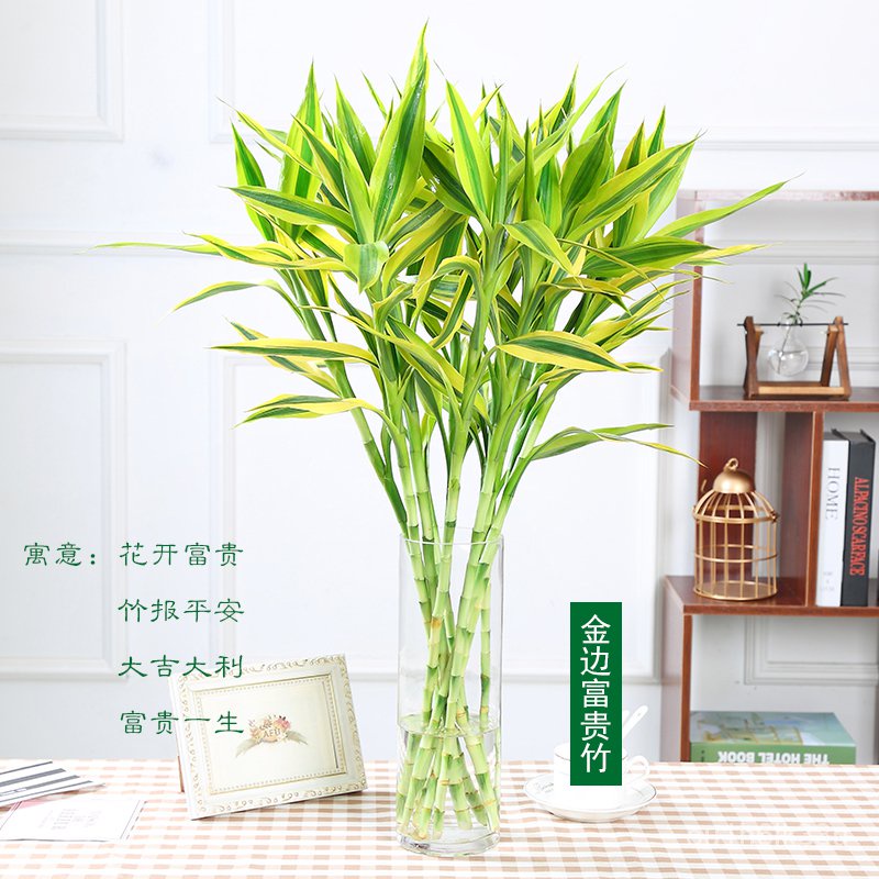 Lucky Bamboo Hydroponic Plant Phnom Penh Bamboo Lucky Bamboo Indoor ...