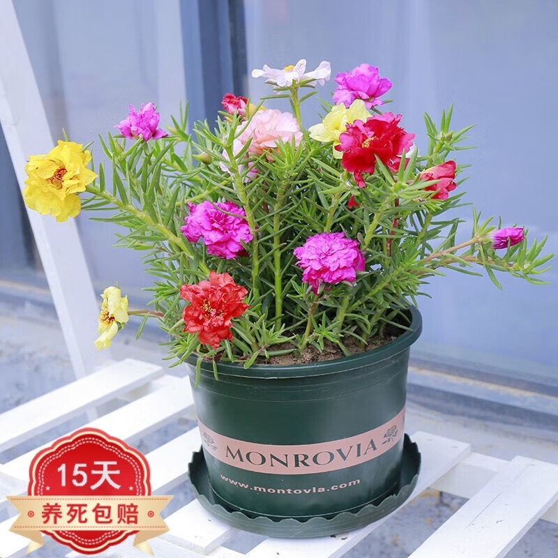 Flower Friends SUNFLOWER Seedlings Mixed Color DoublePetal Balcony