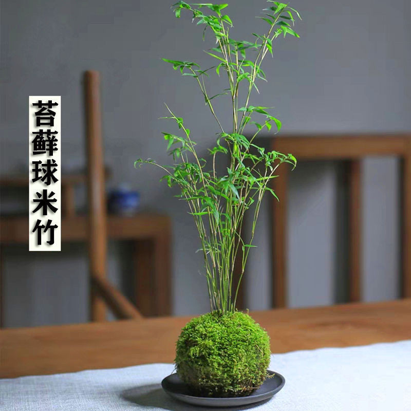 （新品）米竹盆栽植物室内微景观米竹苗姬翠竹子凤尾竹观音竹客厅米竹盆景 | Shopee Malaysia