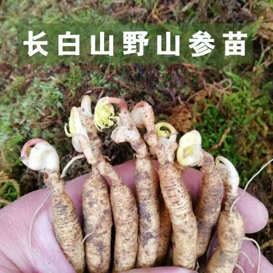 新品）长白山人参苗室内盆栽苗野山参苗庭院种植人参苗种植送土| Shopee Malaysia