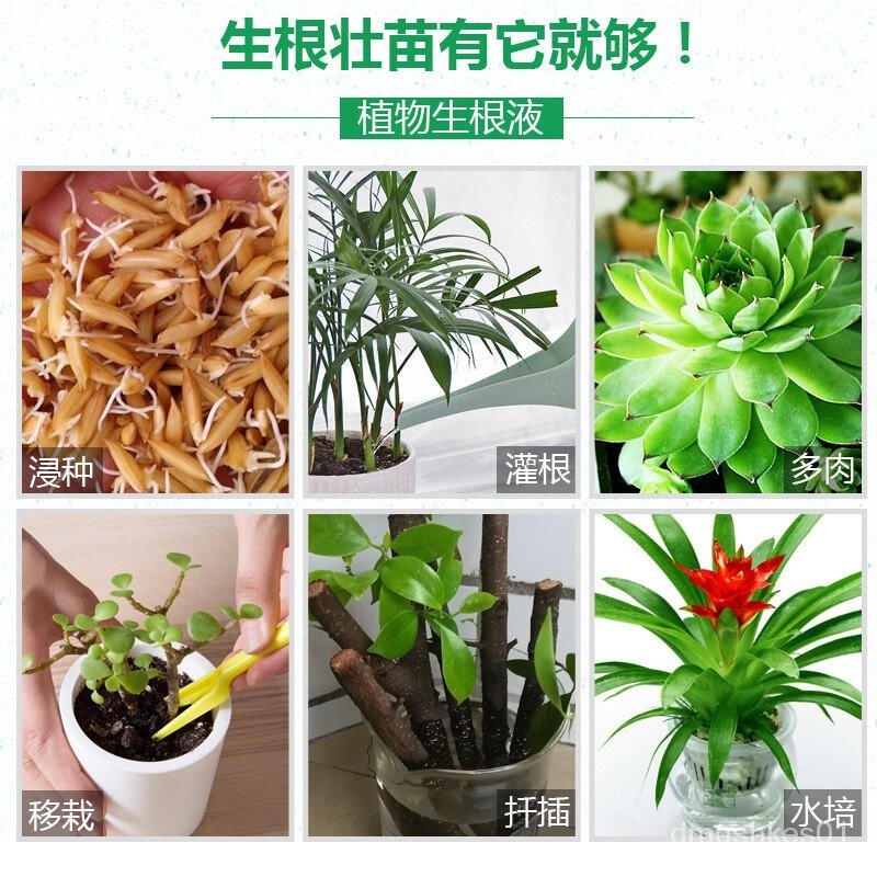 Plants that are truly alive 活着的植物德沃多肥料mqger6e8c0MKjcV Shopee Malaysia