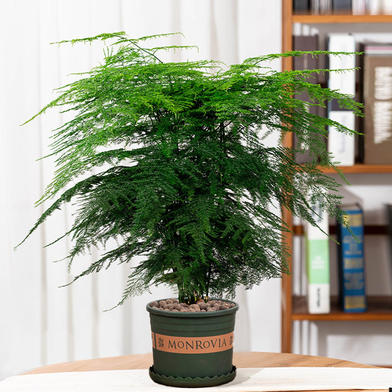 Flower Row List Large Asparagus Fern Potted Flower Bonsai Plant Indoor
