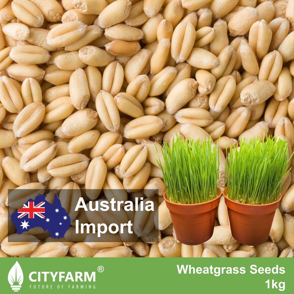 1Kg Certified Organic Wheatgrass Seeds Raw Wheat Grain Australia Import