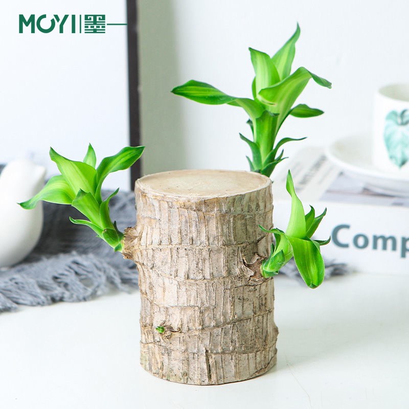 Moyi Hydroponic Brazilwood Lucky Wood with Tray Office Desk Surface ...