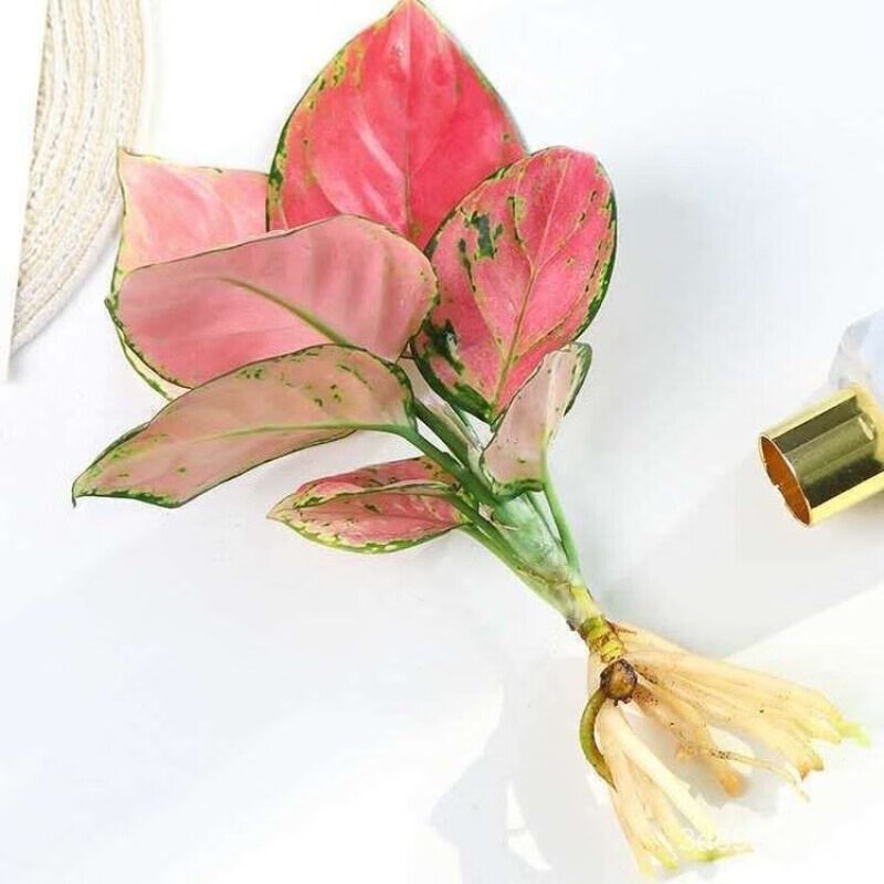 Cherry Plant LeafWatching Green Plant Hydroponic Queen Pot Office Ruyi