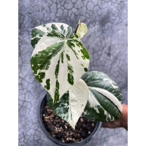 piper nigrum albo variegated one leaf fresh cutting Shopee Malaysia