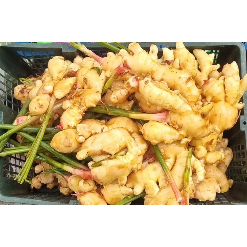 young ginger - Prices and Promotions - Oct 2026 | Shopee Malaysia