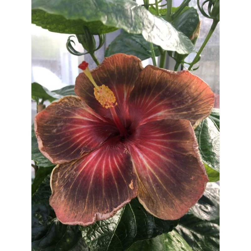 PART 1/6 : Pokok Bunga Raya Hibrid Hybrid / Hibiscus Gator Magic ...