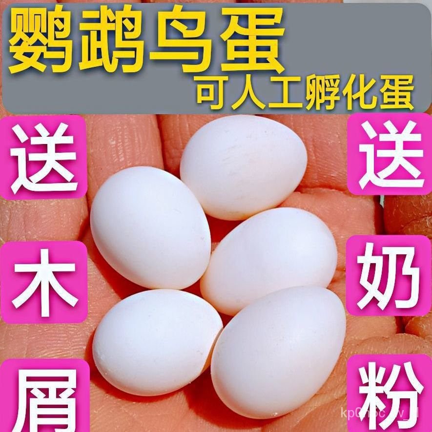(Hot Sale)Bird eggs Budgerigar Bird Eggs Pet Bird Eggs Cloud Spot ...