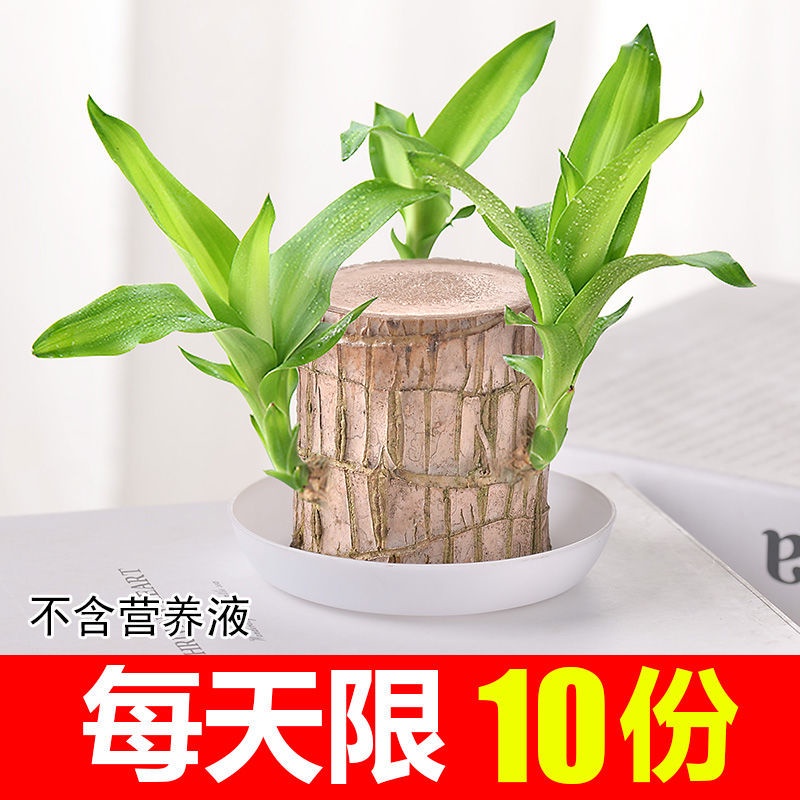aloe vera edible plant Aloe barbadensis (Aloe Vera)