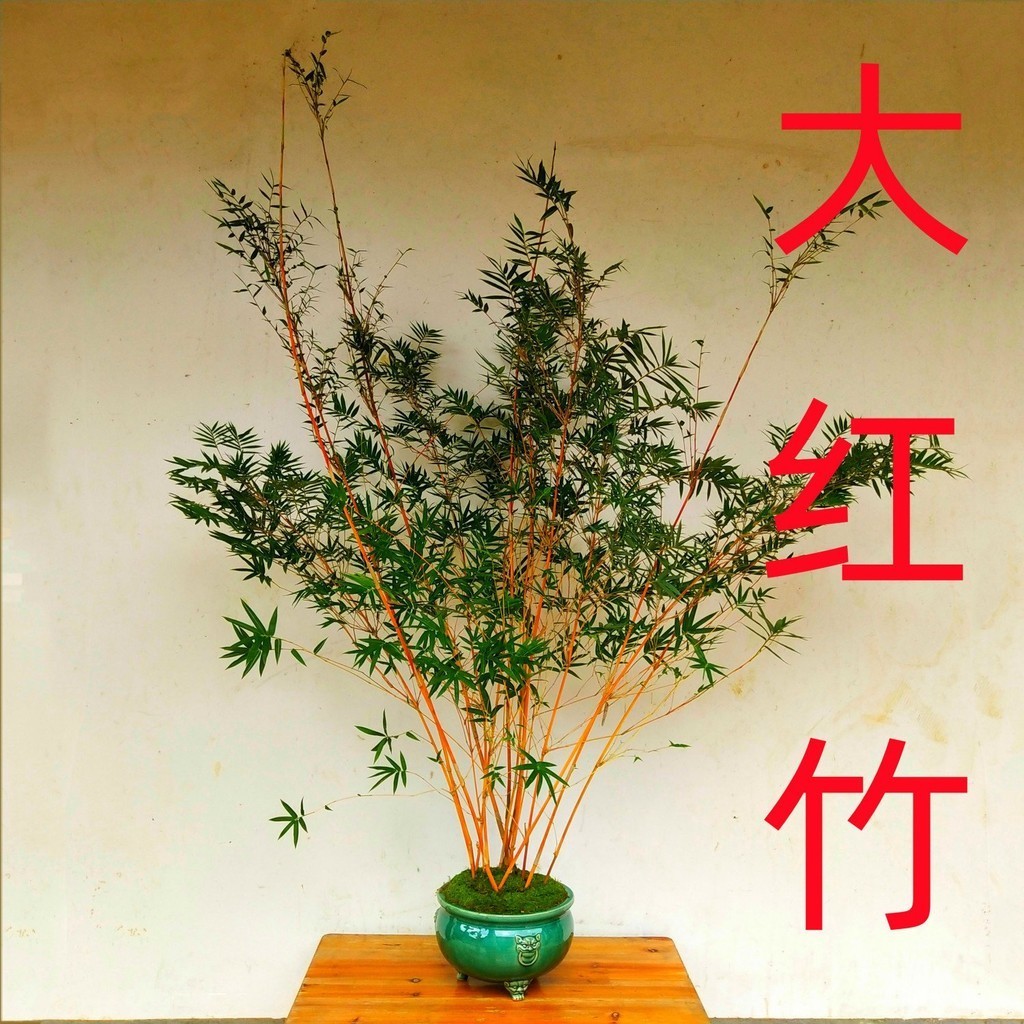 2023红观音竹红运竹红寒竹米竹子盆景桌面绿植书房茶桌阳台小盆栽室内 | Shopee Malaysia